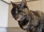 Kucing tertua di dunia merayakan ulang tahun ke-30