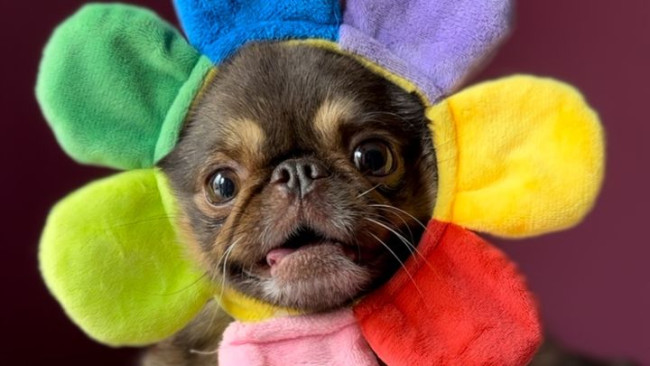 Sensasi TikTok King Chilli the Pug menghancurkan tujuan GoFundMe untuk operasi menyelamatkan nyawa