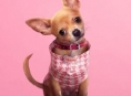 Prekuel Legally Blonde Prime Video, Elle, tayang perdana pada bulan Juli