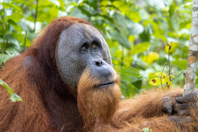 7% orangutan yang terancam punah di Sumatera terbunuh selama empat hari hujan lebat