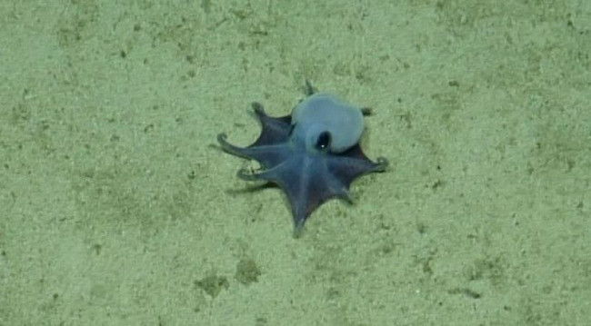 Para ilmuwan menemukan gurita biru kecil jauh di bawah Galápagos