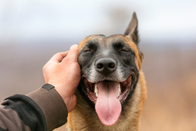 Studi mengidentifikasi anjing tertua yang diketahui sejak 15.800 tahun yang lalu