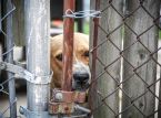 Puluhan anjing diselamatkan dari tempat penampungan penipuan di Uganda
