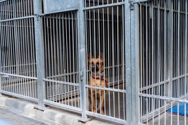 Puluhan anjing diselamatkan dari tempat penampungan penipuan di Uganda
