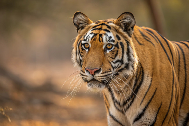Empat anak harimau Bengal lahir secara tak terduga di tengah krisis energi Kuba