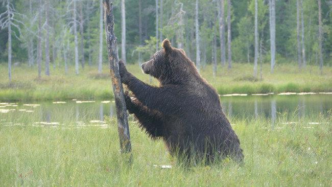 Kepala lingkungan Uni Eropa mengatakan rewilding perbatasan dapat membantu mencegah invasi: 