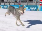 Anak baik lokal Nazgul menabrak balapan ski di Olimpiade: Dia "keras kepala tapi sangat manis"