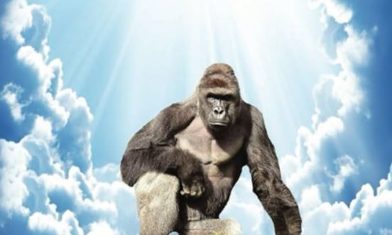 Gedung Putih menyebut Harambe sebagai "Patriot Sejati"