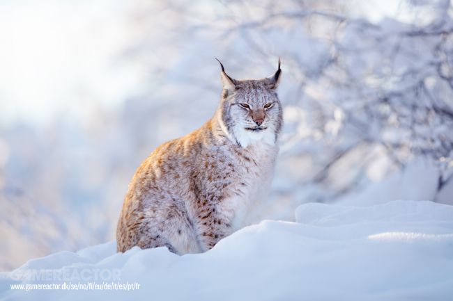 Kebun Binatang Denmark menginginkan hewan peliharaan Anda yang tidak diinginkan sebagai makanan bagi pemangsanya