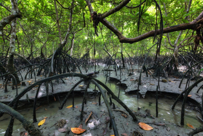 Mangrove pulih di seluruh dunia dan menyerap sejumlah besar karbon dioksida