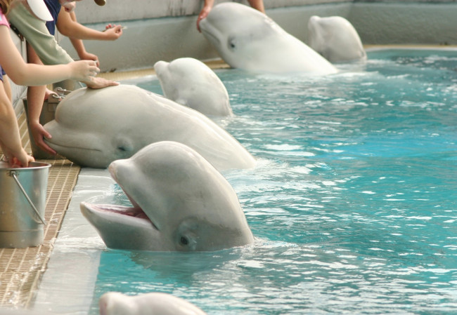 30 paus beluga yang dibiarkan mati di taman tertutup di Kanada akan dikirim ke kebun binatang di AS dan Spanyol