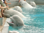 Paus beluga di Marineland diselamatkan pada menit terakhir