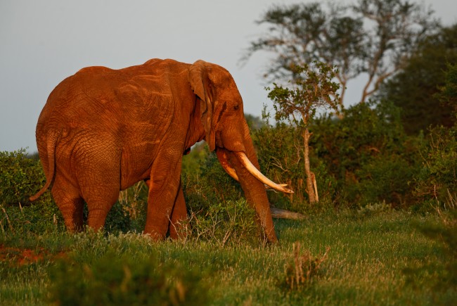 Nigeria akan menjatuhkan denda yang lebih ketat, hukuman penjara pada pedagang satwa liar