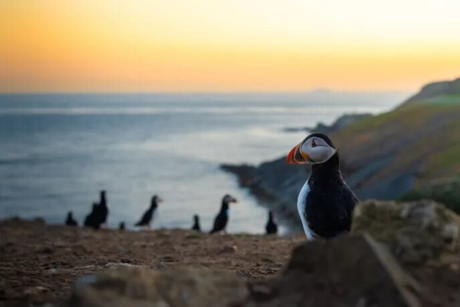 Populasi puffin mencapai rekor tertinggi untuk tahun kedua berturut-turut di Skomer ikonik Island