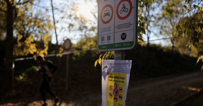 Dokter hewan Uni Eropa dikerahkan untuk mengatasi wabah demam babi di Barcelona