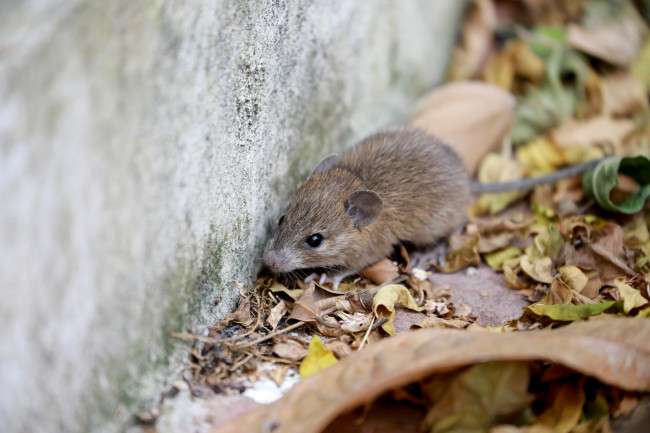 Wabah Hantavirus dikonfirmasi sebagai wabah Andes, satu-satunya yang dapat menular dari orang ke orang