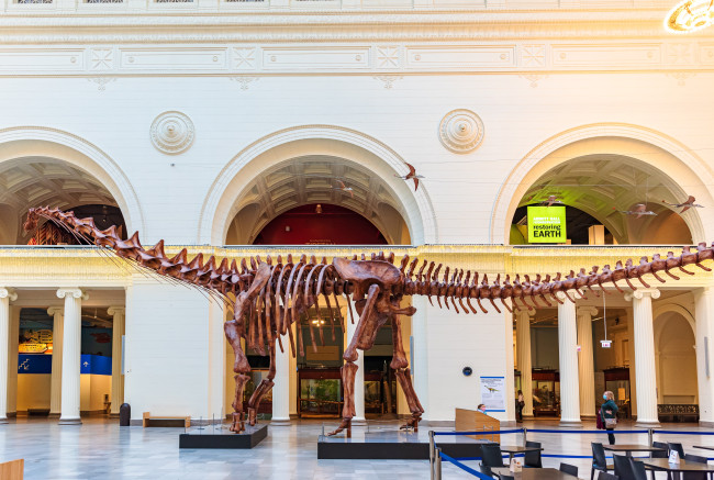 Tulang dinosaurus yang ditemukan di laci ternyata pertama kali ditemukan di Antartika