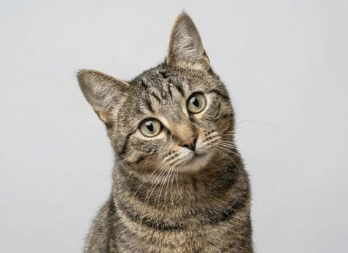 Suaka kucing Yunani menawarkan kamar dan makan gratis untuk sukarelawan - habiskan hari-hari Anda dengan memeluk kucing
