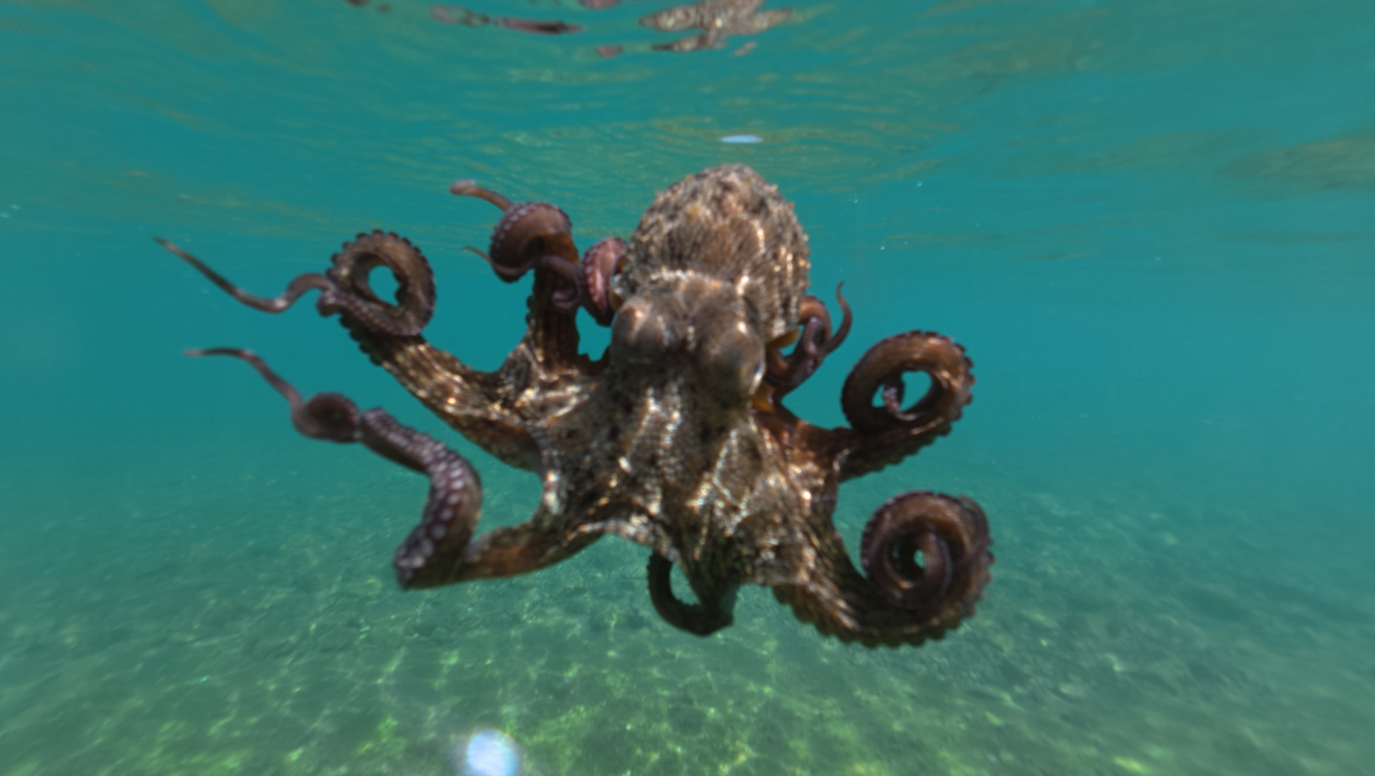 Octopus Population Surge Along UK Coastline Reshapes Marine Ecosystem